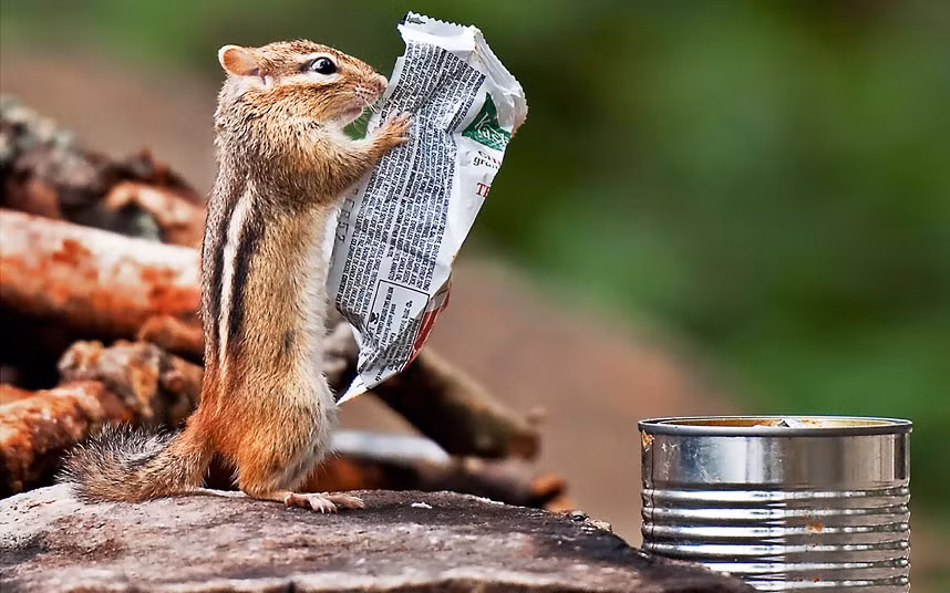 This hungry chipmunk must be a real health nut, as it appears to be reading through the list of ingredients on a breakfast bar wrapper before tucking in. Keen photographer Michael Higgins spotted the chipmunk looking as though he was reading a newspaper while on a camping trip at Algonquin Provincial Park in Ontario, Canada. 