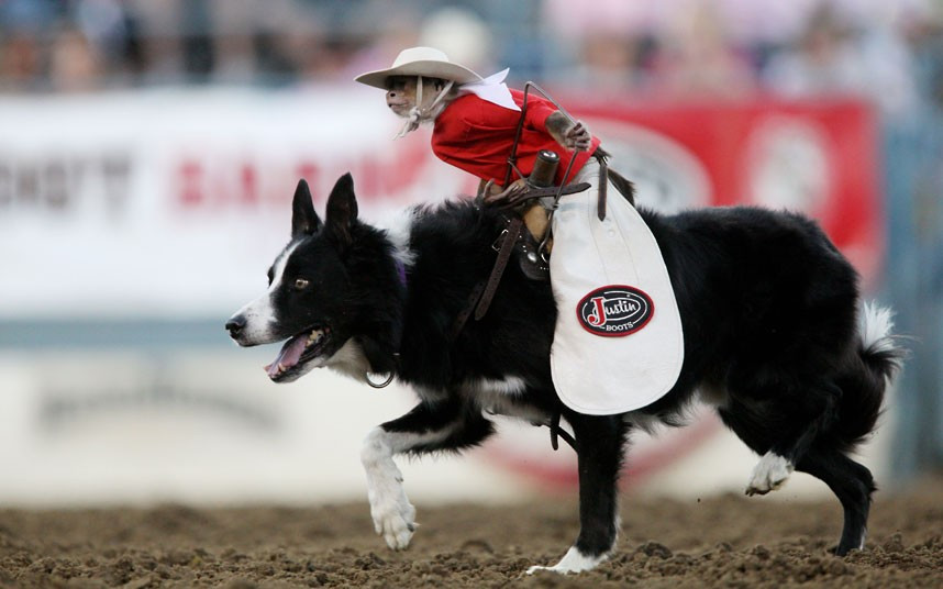 Ảnh động vật đẹp trong tuần ảnh 6 Whiplash the Rodeo Monkey and his trusty sidekick Bud the Border Collie perform for crowds at Reno Rodeo, Nevada, America