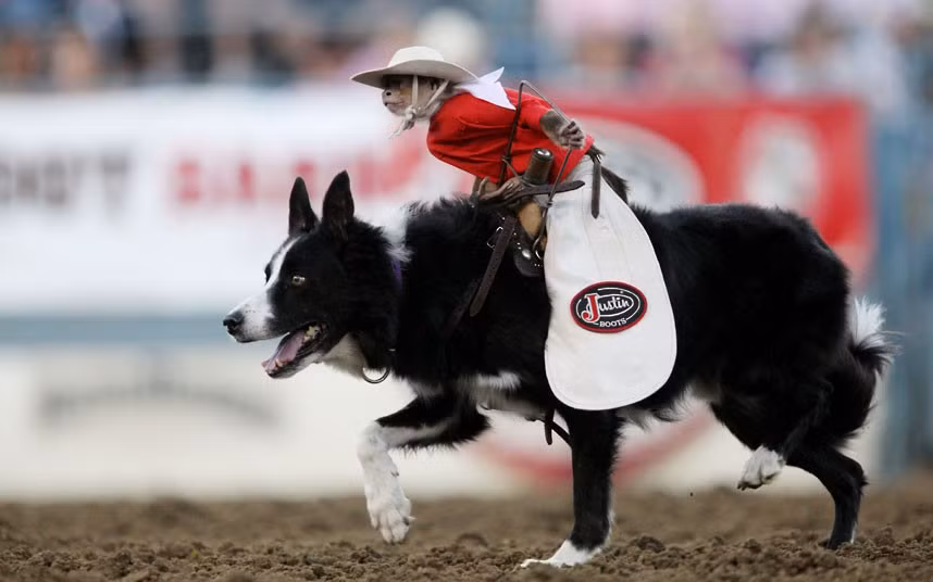 Whiplash the Rodeo Monkey and his trusty sidekick Bud the Border Collie perform for crowds at Reno Rodeo, Nevada, America 