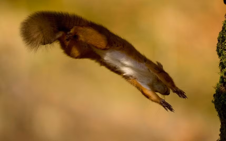 Ảnh động vật đẹp trong tuần