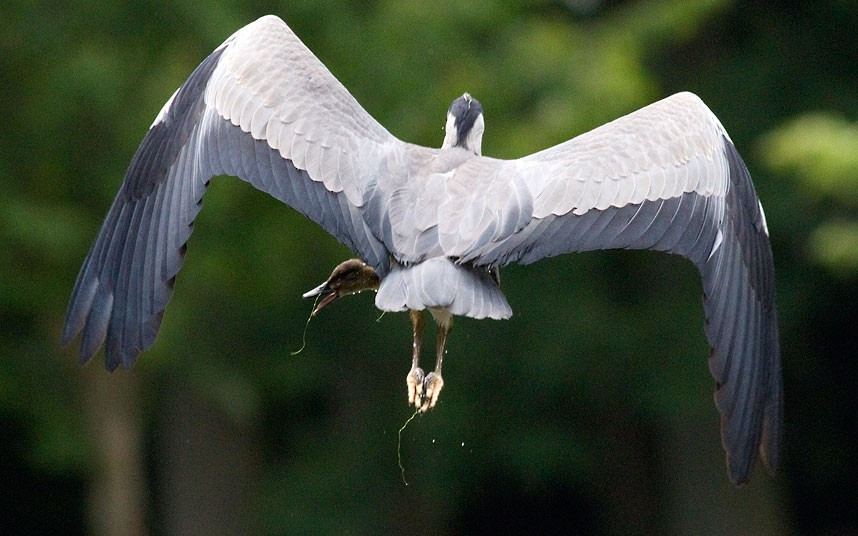 Ảnh động vật đẹp trong tuần ảnh 8 This duckling had a lucky escape when a heron seized it in its jaws and flew up into a tree to swallow it...