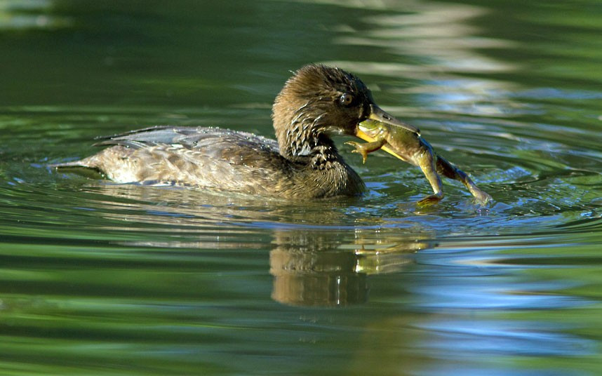 Ảnh động vật đẹp trong tuần ảnh 7 This duck seemed to have bitten off more than it could when it attempted to swallow a huge bullfrog whole. After a lengthy and dramatic struggle the duck managed to manoeuvre the frog head-first into its bill...
