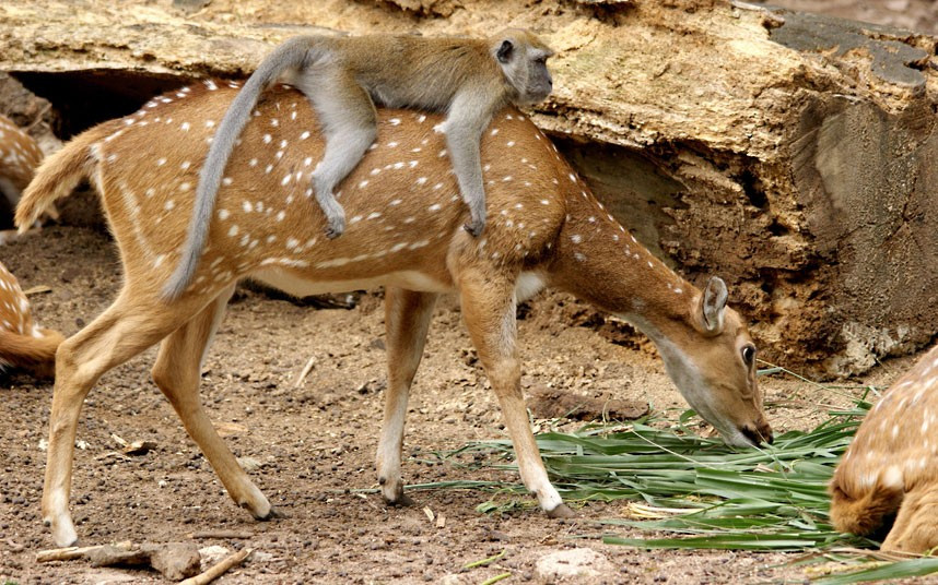 Ảnh động vật đẹp trong tuần ảnh 7 A cheeky monkey hitches a ride on a friendly deer. Carol Smith from Australia photographed the pair at Melaka Zoo, Malaysia.