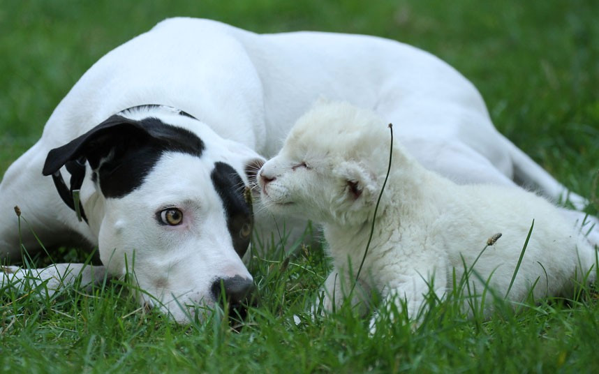 Ảnh động vật đẹp trong tuần ảnh 2 A pointer-cross named Lejon plays with a three-week-old white lion cub named Jojo at a zoo in Stukenbrock, Germany