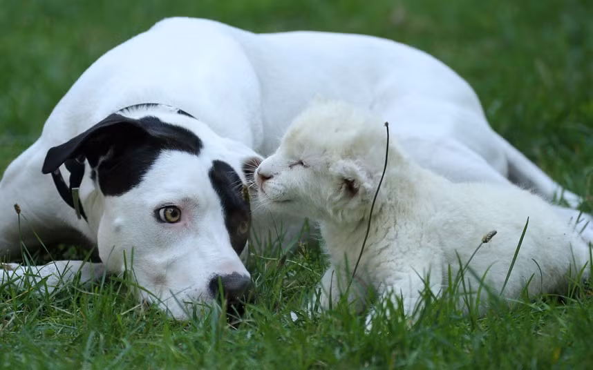 A pointer-cross named Lejon plays with a three-week-old white lion cub named Jojo at a zoo in Stukenbrock, Germany