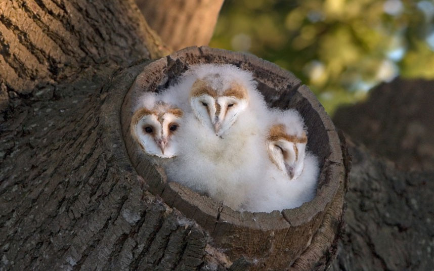 Ảnh động vật đẹp trong tuần ảnh 6 Three barn owl chicks snooze in their fluffy bed in Saxumundham, Suffolk. Photographer Paul Sawer spotted the young barn owls snuggling at the entrance to their nest in a tree stump, waiting for parents return with food, close to his home in Suffolk.