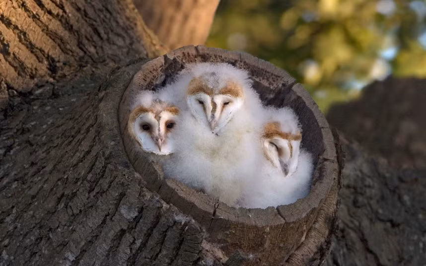 Three barn owl chicks snooze in their fluffy bed in Saxumundham, Suffolk. Photographer Paul Sawer spotted the young barn owls snuggling at the entrance to their nest in a tree stump, waiting for parents return with food, close to his home in Suffolk. 