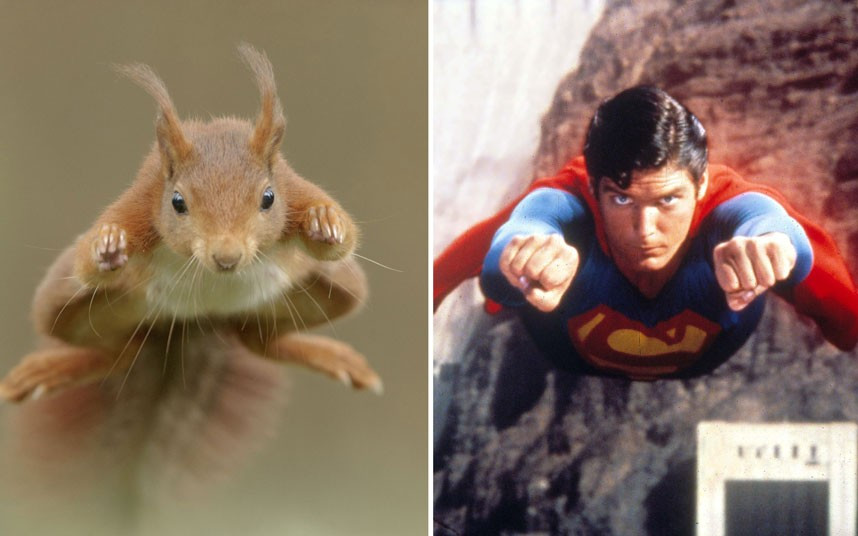 Ảnh động vật đẹp trong tuần ảnh 4 Is it a bird? Is it a plane? No, it