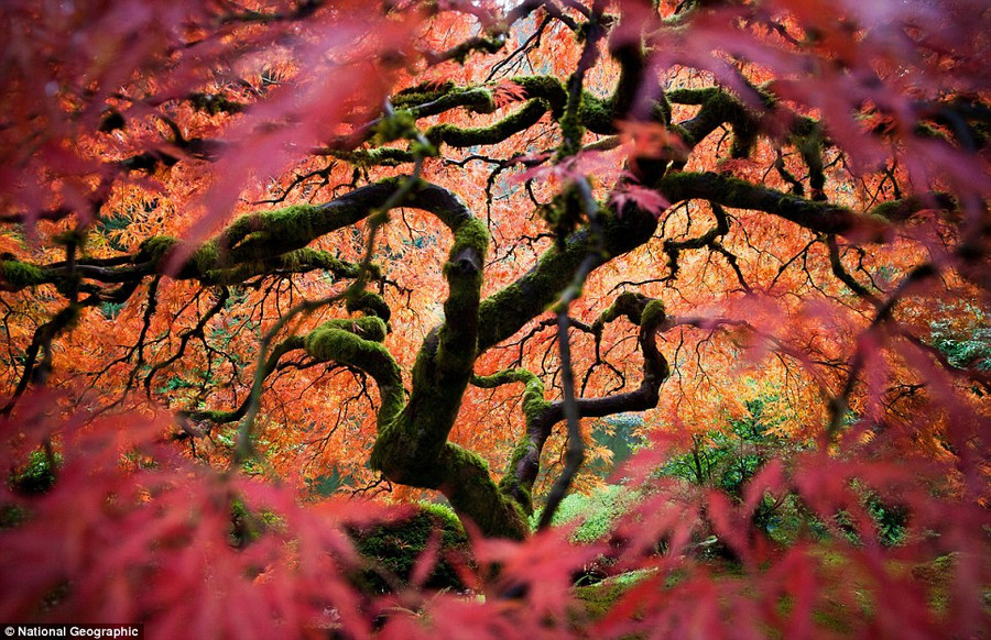Fred An: ’This is the great Japanese maple tree in the Portland Japanese Gardens. I tried to bring a different perspective of this frequently photographed tree’ Read more: http://www.dailymail.co.uk/news/article-2189479/National-Geographic-reveal-winners-2012-Photo-Contest.html#ixzz23mCpvjwJ
