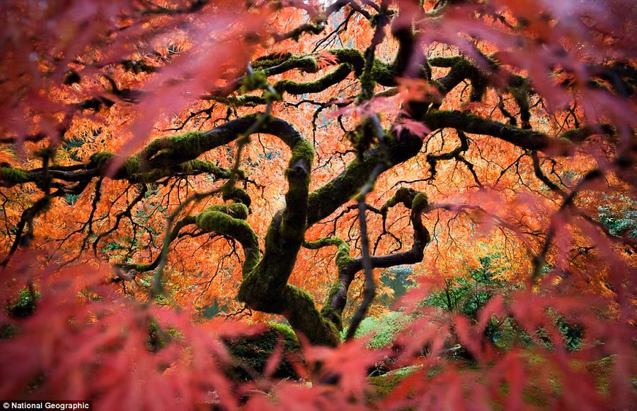 Fred An: ’This is the great Japanese maple tree in the Portland Japanese Gardens. I tried to bring a different perspective of this frequently photographed tree’ Read more: http://www.dailymail.co.uk/news/article-2189479/National-Geographic-reveal-winners-2012-Photo-Contest.html#ixzz23mCpvjwJ