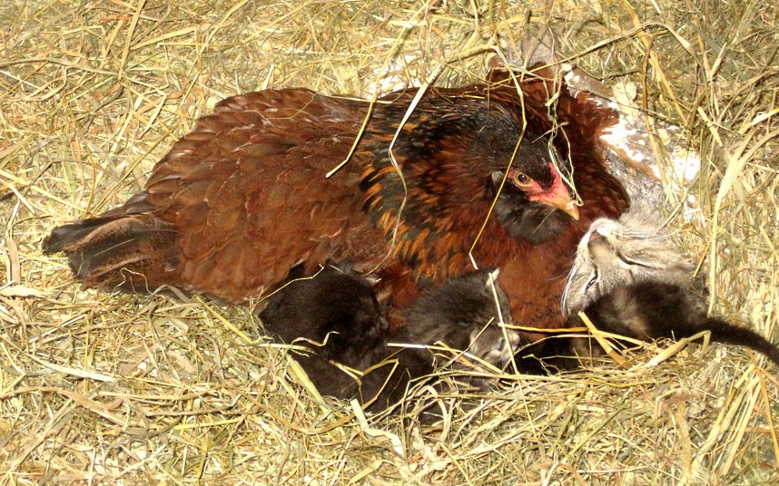 Ảnh động vật đẹp trong tuần ảnh 3 This broody farmyard hen was spotted sitting on a litter of kittens after they strayed in to her nest. A cat intruded on her usual nesting spot and used it to keep her kittens warm. Instead of kicking up a fuss, the bird appeared to adopt the four kittens and sat on the kittens and their mother. Husband and wife Linda and Richard Oldani captured the sight on camera at their farm in Clymer, New York.