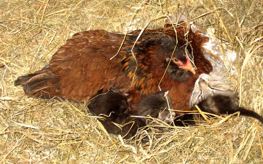 This broody farmyard hen was spotted sitting on a litter of kittens after they strayed in to her nest. A cat intruded on her usual nesting spot and used it to keep her kittens warm. Instead of kicking up a fuss, the bird appeared to adopt the four kittens and sat on the kittens and their mother. Husband and wife Linda and Richard Oldani captured the sight on camera at their farm in Clymer, New York.