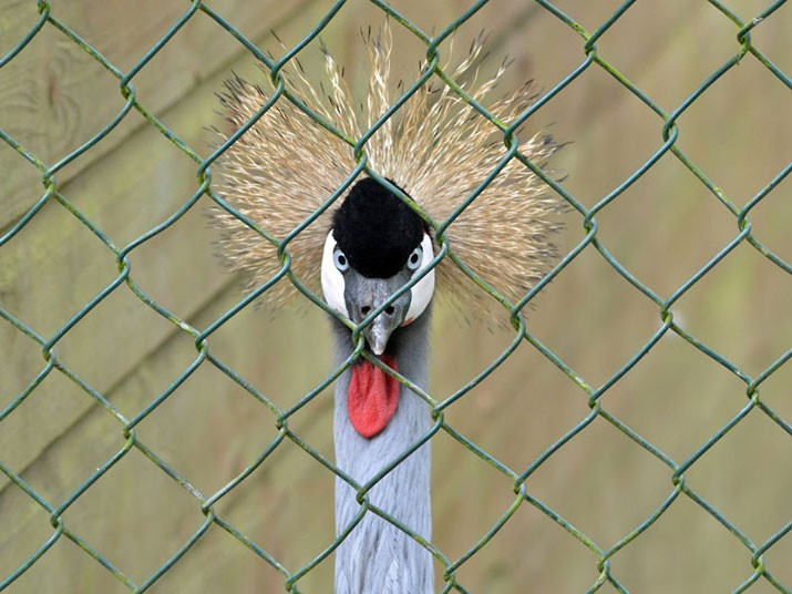 Telegraph reader Wendy Renshaw photographed this crowned crane at Paradise Park in Hayle, Cornwall. If you have a photograph you