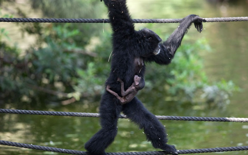 A seven-day-old Siamang gibbon is carried by his mother Jamby at the safari park and zoo in Ramat Gan, Israel 