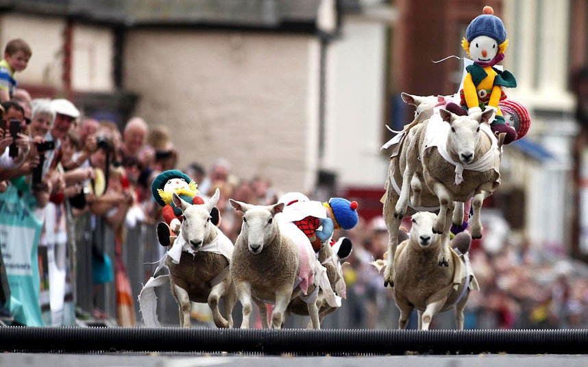 Ảnh động vật đẹp trong tuần ảnh 5 A sheep racing competition is held on a street in the town of Moffat in Dumfriesshire, Scotland