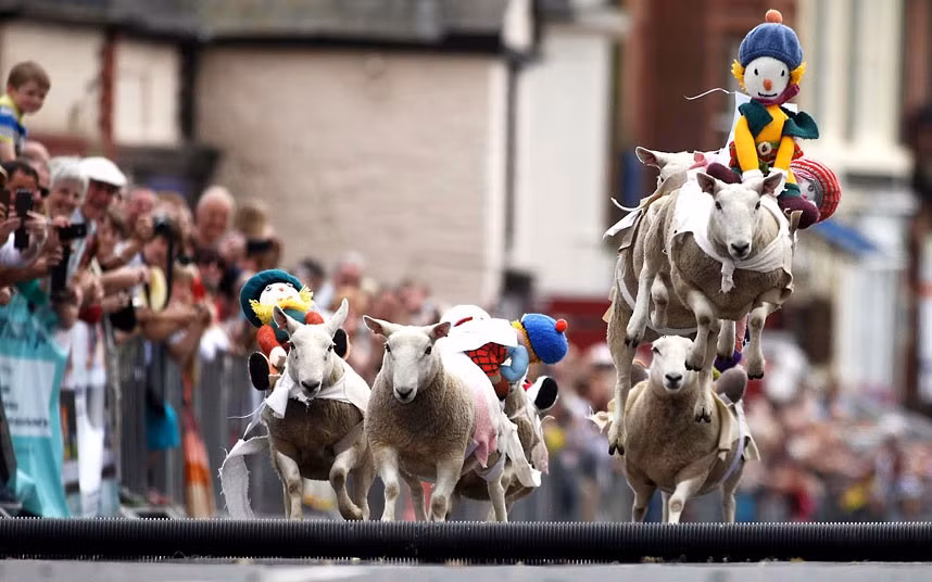 A sheep racing competition is held on a street in the town of Moffat in Dumfriesshire, Scotland 