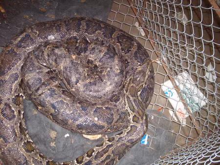 Bắt được trăn gấm nặng gần 80 kg