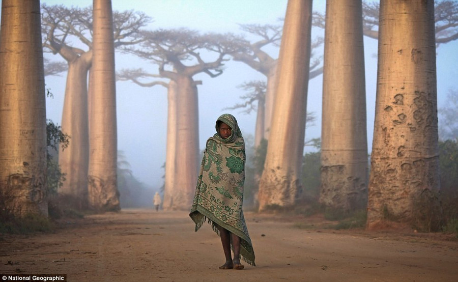Ken Thorne: Near the city of Morondava, on the West coast of Madagascar, lies an ancient forest of Baobab trees. Unique to Madagascar, the endemic species is sacred to the Malagasy people and rightly so. Walking amongst these giants is like nothing else on this planet. Some of the trees here are over a thousand years old. It is a spiritual place, almost magical Read more: http://www.dailymail.co.uk/news/article-2189479/National-Geographic-reveal-winners-2012-Photo-Contest.html#ixzz23mC2sqrS
