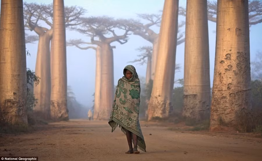 Ken Thorne: Near the city of Morondava, on the West coast of Madagascar, lies an ancient forest of Baobab trees. Unique to Madagascar, the endemic species is sacred to the Malagasy people and rightly so. Walking amongst these giants is like nothing else on this planet. Some of the trees here are over a thousand years old. It is a spiritual place, almost magical Read more: http://www.dailymail.co.uk/news/article-2189479/National-Geographic-reveal-winners-2012-Photo-Contest.html#ixzz23mC2sqrS