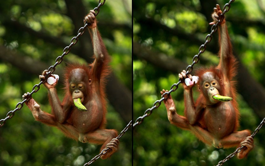 Ảnh động vật đẹp trong tuần ảnh 4 A three-month-old orangutan hangs onto a chain while holding a small bottle of orange juice and eating a banana at Ragunan zoo in Jakarta, Indonesia