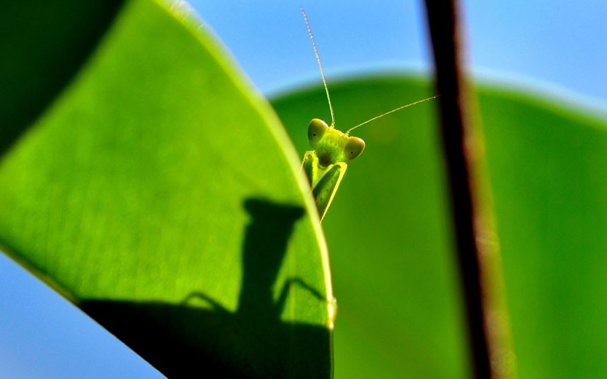 Ảnh động vật đẹp trong tuần ảnh 3 This mantis looks like it is playing hide and seek behind a leaf, poking its head out cheekily. The picture was taken by Tash Pres in her back garden in Perth, Western Australia.