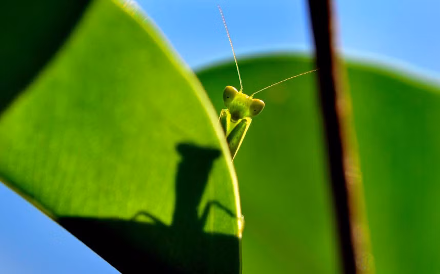 This mantis looks like it is playing hide and seek behind a leaf, poking its head out cheekily. The picture was taken by Tash Pres in her back garden in Perth, Western Australia. 