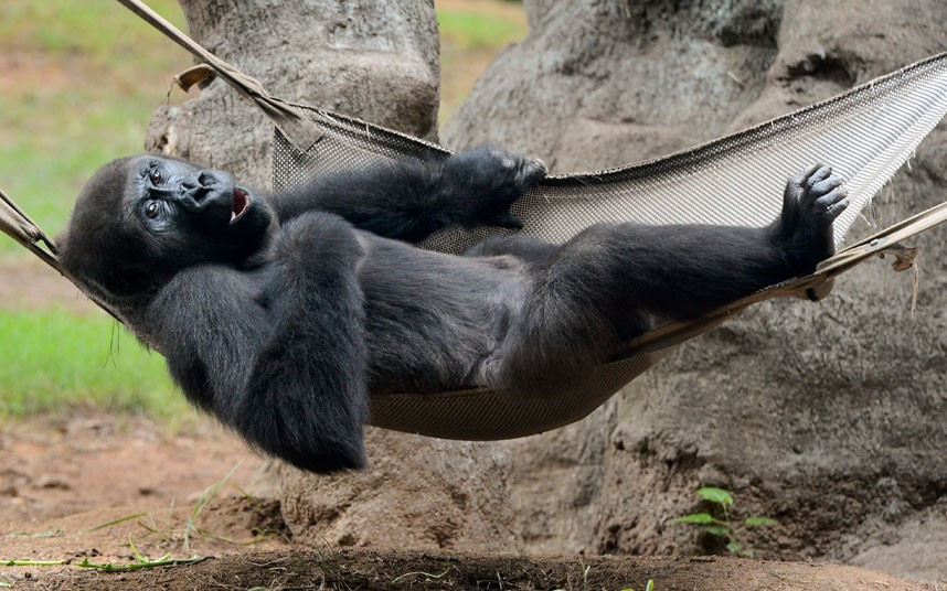 Ảnh động vật đẹp trong tuần ảnh 8 A Western lowland gorilla lies in a hammock inside its enclosure at Zoo Atlanta in Georgia, USA