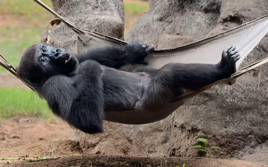 A Western lowland gorilla lies in a hammock inside its enclosure at Zoo Atlanta in Georgia, USA