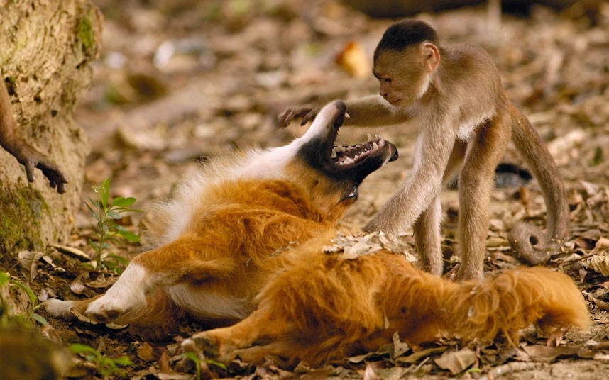 An inquisitive monkey peers into the jaws of a friendly dog. Photographer Pete Oxford captured the scene in Puerto Misahualli, Ecuador.