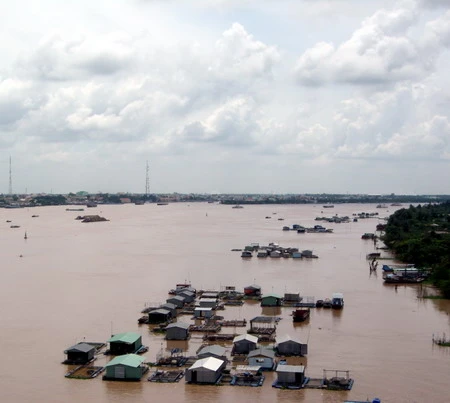 ĐBSCL: Nguy cơ tan rã làng bè nuôi cá điêu hồng