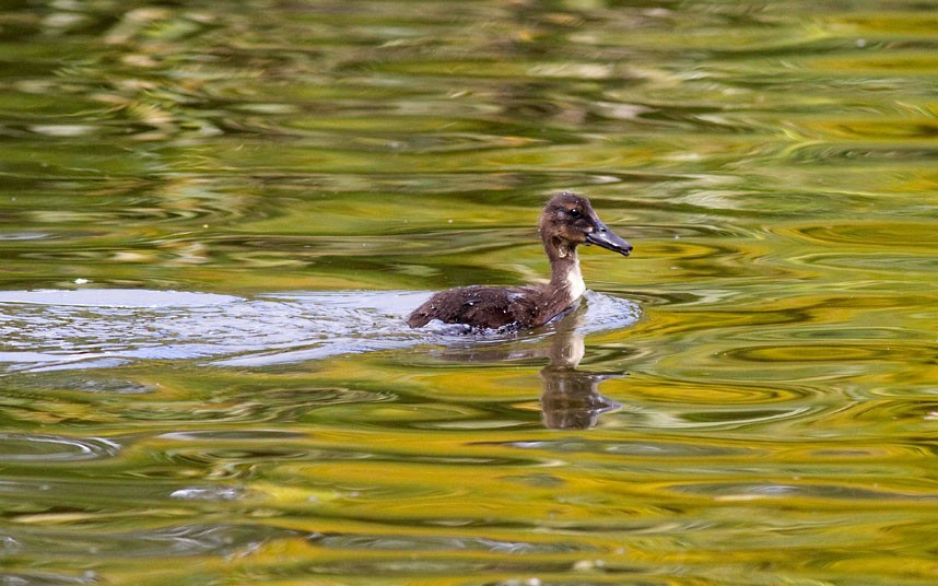 Ảnh động vật đẹp trong tuần ảnh 9 ...The duckling managed to wriggle free and dropped from the tree tops back into the water. Photographer Paul Hughes captured the incident while walking next to a duck pond in Dublin, Ireland.