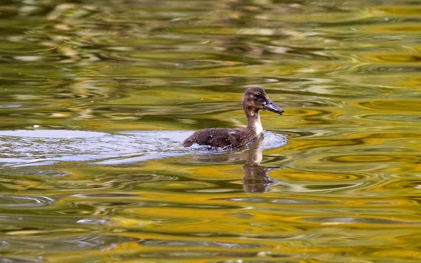 ...The duckling managed to wriggle free and dropped from the tree tops back into the water. Photographer Paul Hughes captured the incident while walking next to a duck pond in Dublin, Ireland.