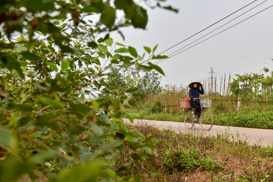 Giá dâu tằm thu hoạch tại vườn có giá bán buôn ở mức 12.000 đồng đến 15.000 đồng/1kg, giá bán buôn tại các chợ trên địa bàn Hà Nội có giá từ 25.000 đồng đến 45.000 đồng/1kg.