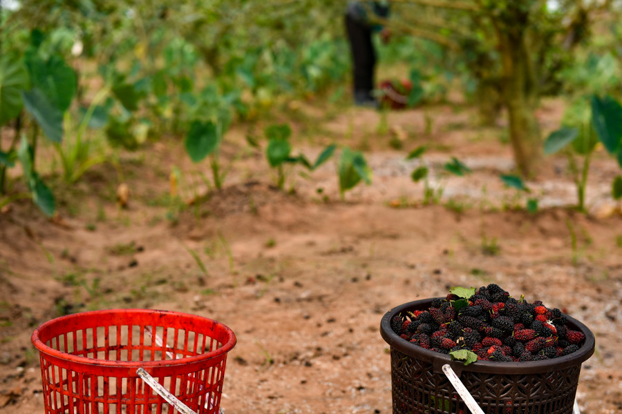 Những hộ dân trồng dâu lâu năm, có số lượng lớn thì thương lái sẽ về tận vườn thu mua.