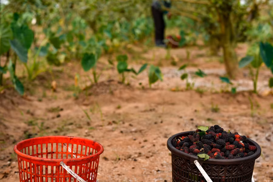 Những hộ dân trồng dâu lâu năm, có số lượng lớn thì thương lái sẽ về tận vườn thu mua.