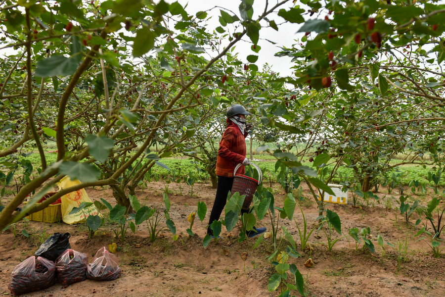 Những người nông dân thường thu hoạch các quả chín vừa tới để khi di chuyển không bị dập nát, đồng thời sẽ bảo quản trong thời gian lâu hơn.