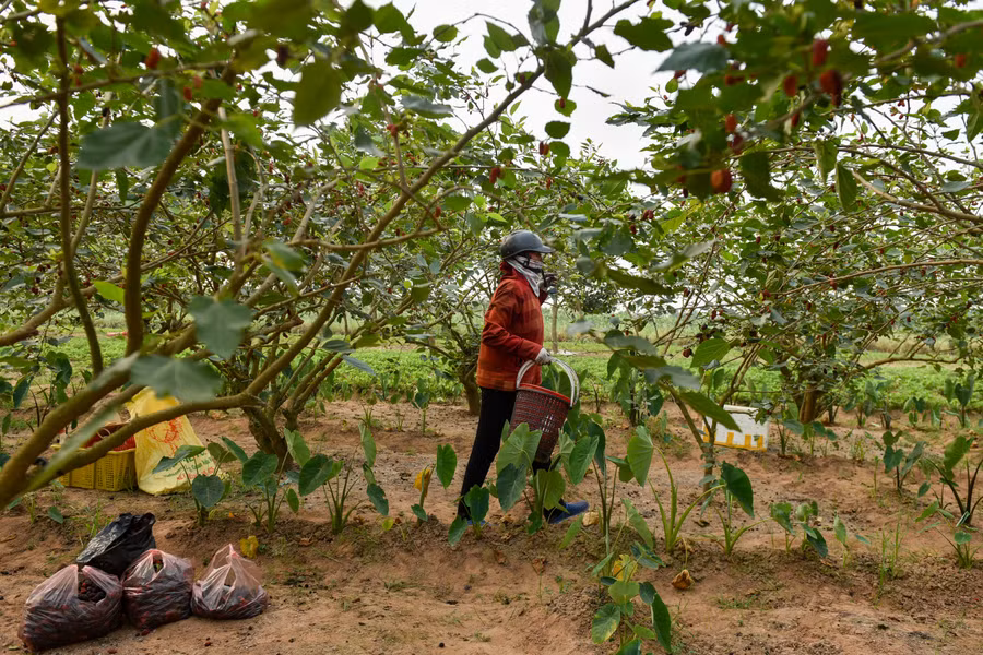 Những người nông dân thường thu hoạch các quả chín vừa tới để khi di chuyển không bị dập nát, đồng thời sẽ bảo quản trong thời gian lâu hơn.