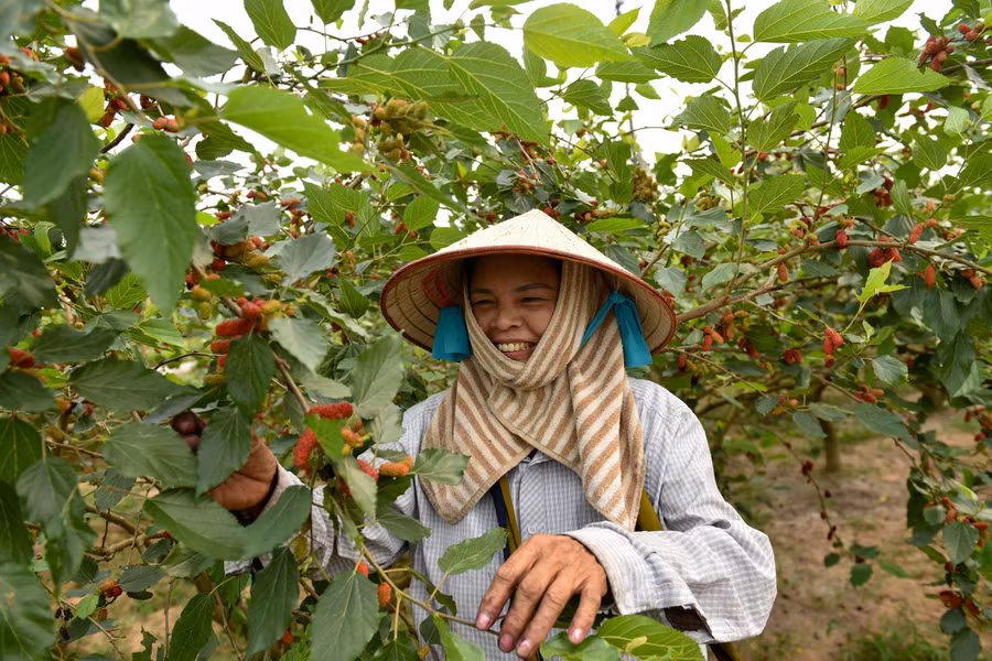 Người dân ngoại thành Hà Nội tất bật vào vụ thu hoạch dâu tằm