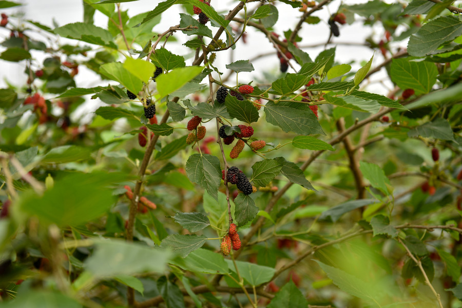 Trái dâu có chất lượng tốt nhất thường phụ thuộc nhiều vào thời tiết, nếu trời nắng to trái dâu sẽ mọng ngọt, nếu thời tiết mưa nhiều quả sẽ nhạt.