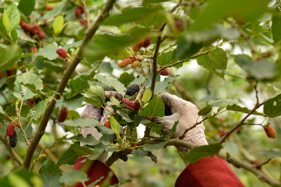 Những quả dâu ngọt thường ở trên các cành cao vì chúng được đón nắng nhiều hơn các cành ở dưới.