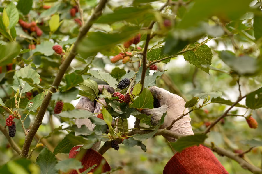 Những quả dâu ngọt thường ở trên các cành cao vì chúng được đón nắng nhiều hơn các cành ở dưới.