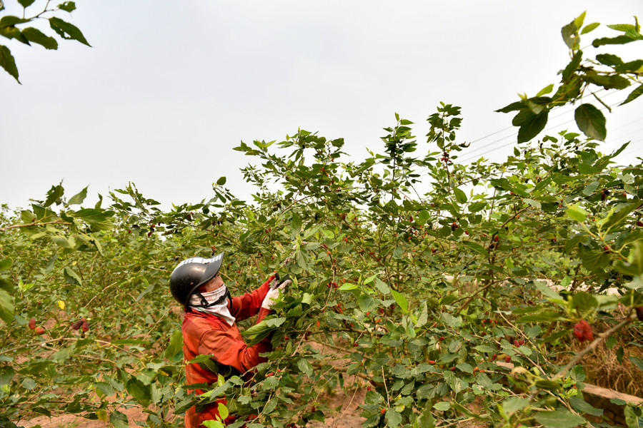 Dâu tằm chín rộ cần thu hoạch nhanh, nếu không sẽ chín quá và rụng. Vào thời điểm chính vụ chủ các nhà vườn thường phải tăng nhân công, tranh thủ từng ngày để thu hoạch dâu.