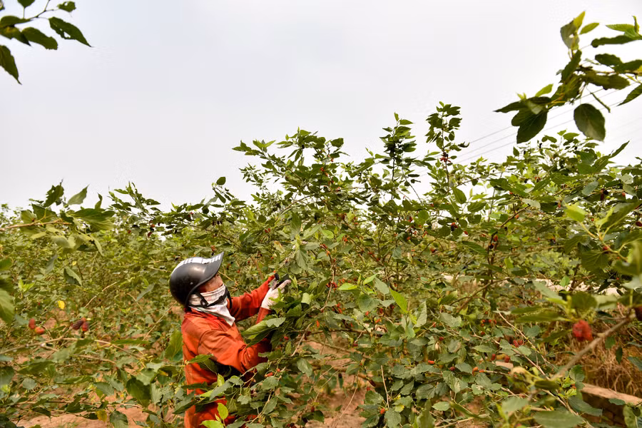 Dâu tằm chín rộ cần thu hoạch nhanh, nếu không sẽ chín quá và rụng. Vào thời điểm chính vụ chủ các nhà vườn thường phải tăng nhân công, tranh thủ từng ngày để thu hoạch dâu.