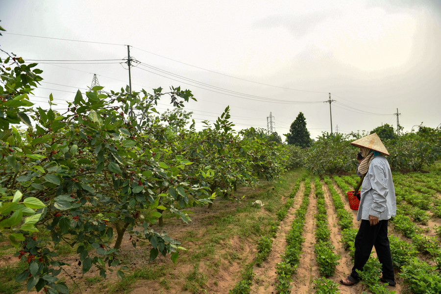 Dâu tằm chín rộ cần thu hoạch nhanh, nếu không sẽ chín quá và rụng. Vào thời điểm chính vụ chủ các nhà vườn thường phải tăng nhân công, tranh thủ từng ngày để thu hoạch dâu.
