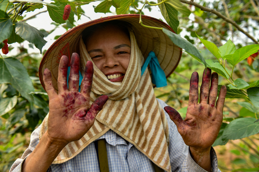 Trái dâu chín đen, mọng nước nên sau mỗi buổi thu hoạch, bàn tay nhuộm màu trái dâu.