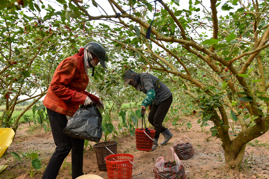 Dâu ngon được mang vào tận miền Nam để bán. Các hộ lẻ thường xuất ra các chợ tại trung tâm Hà Nội.