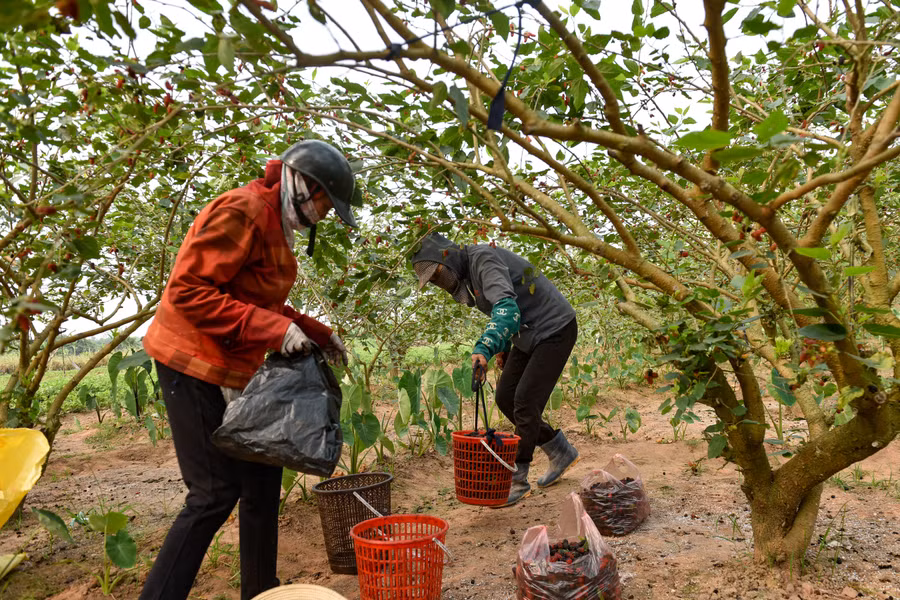 Dâu ngon được mang vào tận miền Nam để bán. Các hộ lẻ thường xuất ra các chợ tại trung tâm Hà Nội.
