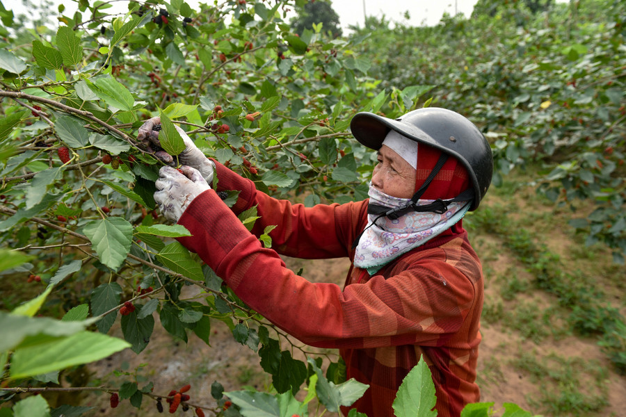 Bà Thuỷ chủ vườn dâu tằm tại Quốc Oai- Hà Nội cho biết: “Cây dâu tằm chăm bón khá dễ không phải kì công chăm sóc nhiều chỉ cần bón phân, chặt bỏ những cành già, giữ gốc. Thời gian thu hoạch ngắn, đem lại lợi nhuận cao cho người trồng”.
