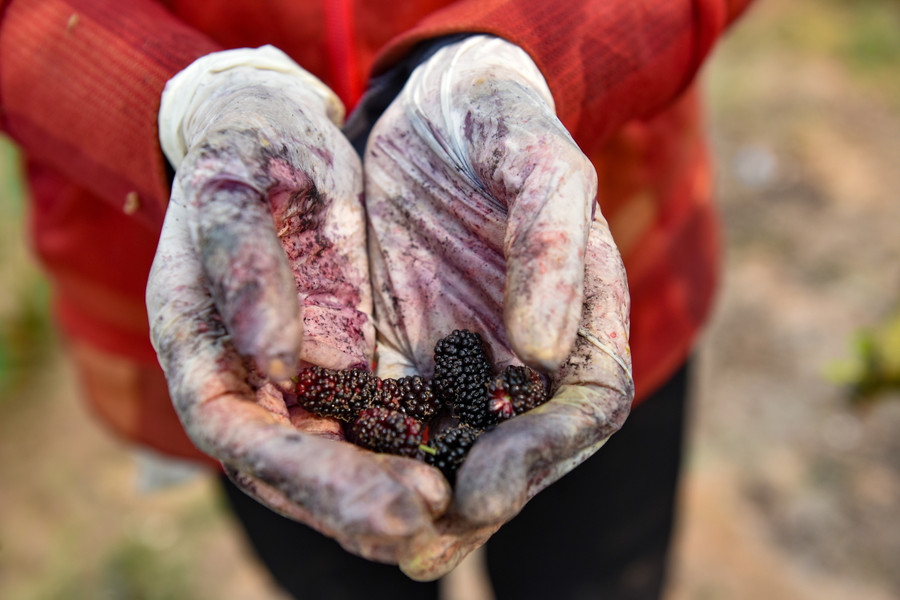 Những trái dâu ngon là quả chín mềm, mọng nước không bị bầm dập.