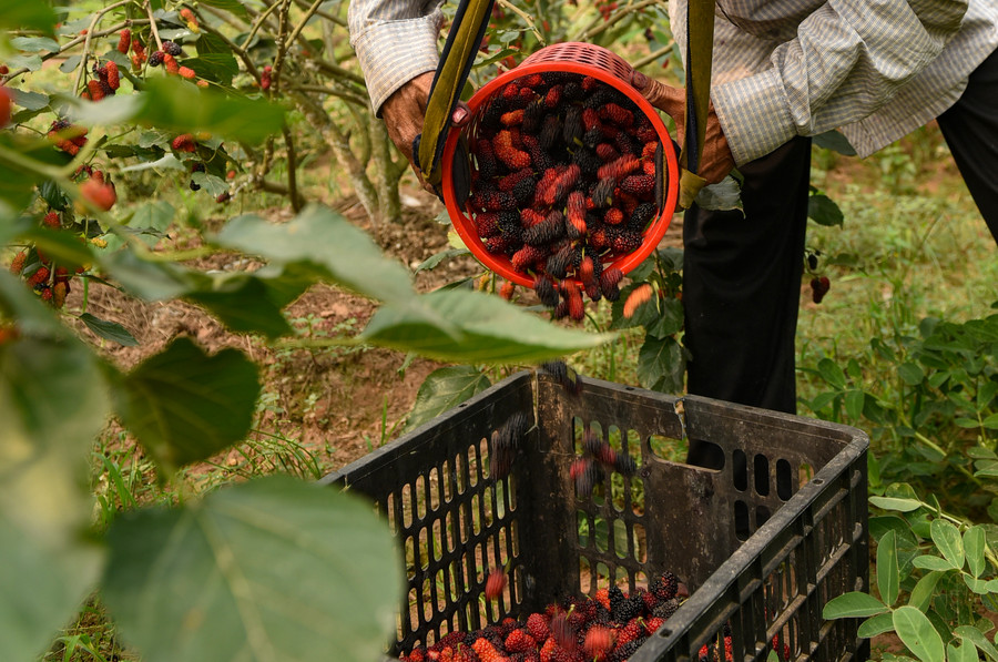 Dâu tằm này rất khác các loại hoa quả khác, riêng giá dâu tằm càng cuối giá sẽ càng lên vì nhu cầu của khách hàng tăng cao mà lượng hàng lại không có đủ để đáp ứng.